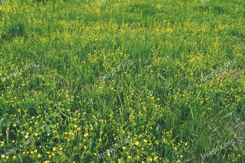 Flowers Of The Field Yellow Flowers Meadow Flowers Summer Flowers Nature