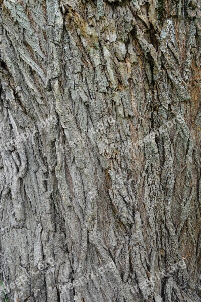 Bark Tree Texture Trunk Large Texture