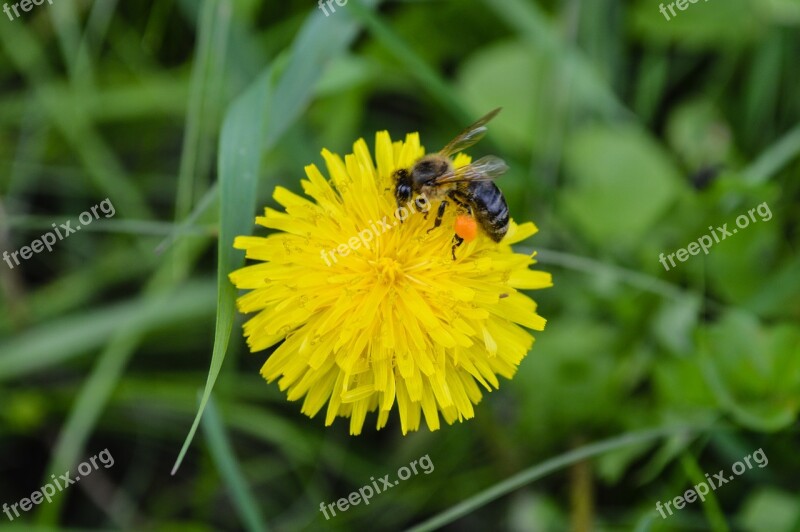 Bee Macro Flower Insect Yellow