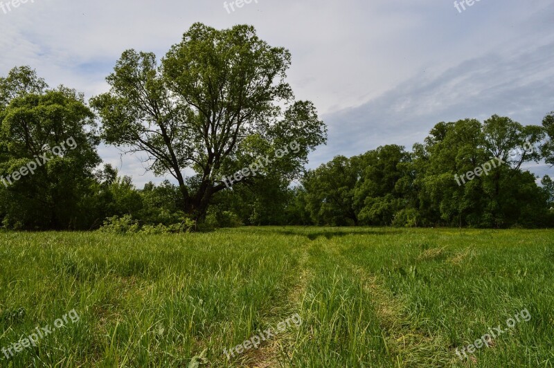 Field Meadow Nature Summer Clouds