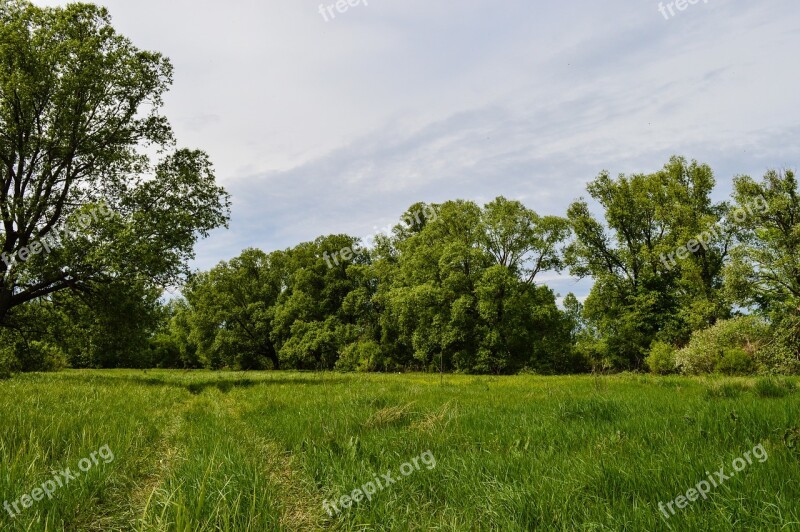 Field Meadow Nature Summer Clouds