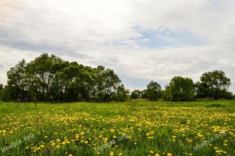 Field Meadow Nature Summer Clouds