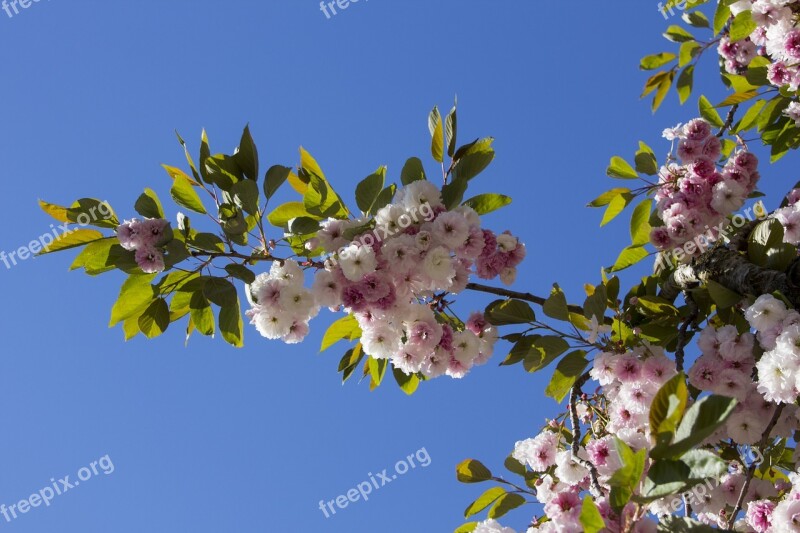 Blossom Bloom Tree Cherry Nature