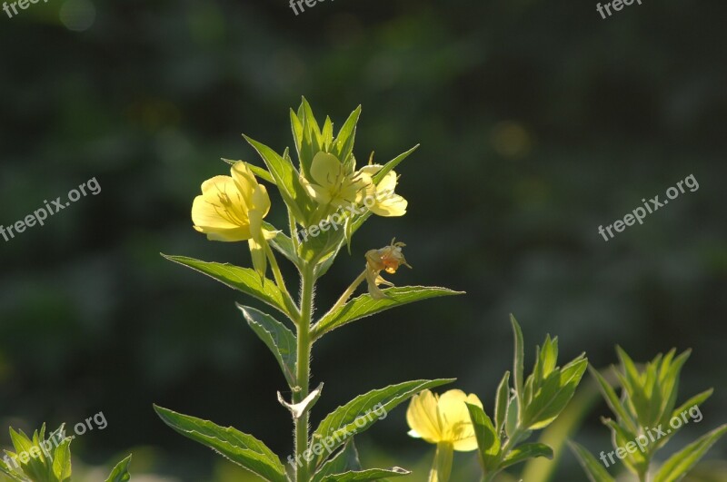 Evening Primrose Sunshine Flowers Free Photos