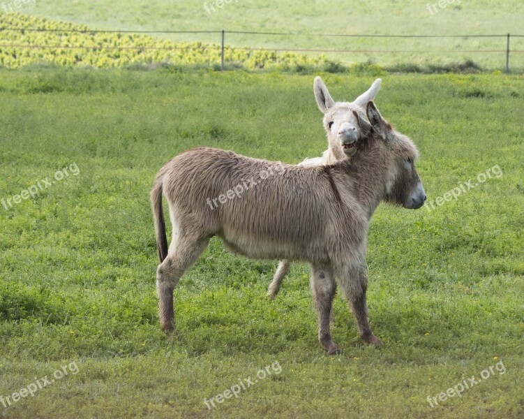 Donkey White Ass Gray Donkey Animal Pre