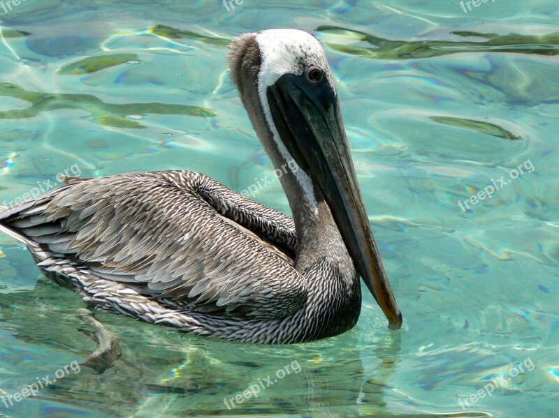 Colombia Cartagena Pelican Sea Island