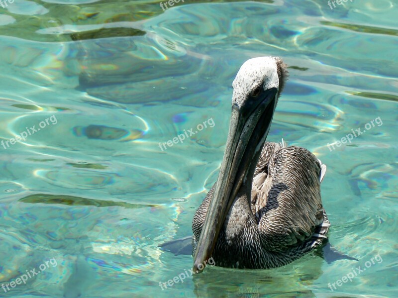 Colombia Cartagena Pelican Sea Island