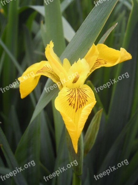 Flower Iris Water Nature Yellow