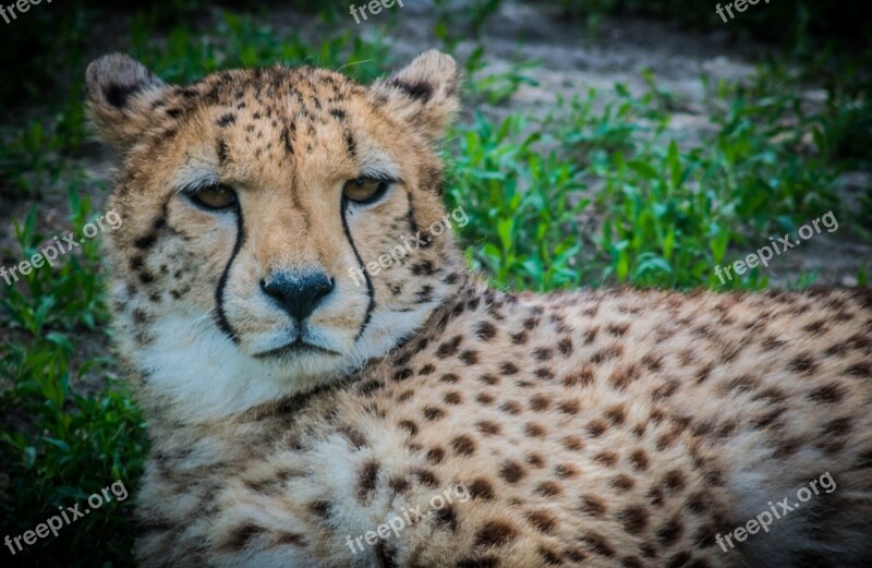 Cheetah Cat Predator Speckles It Is Observed