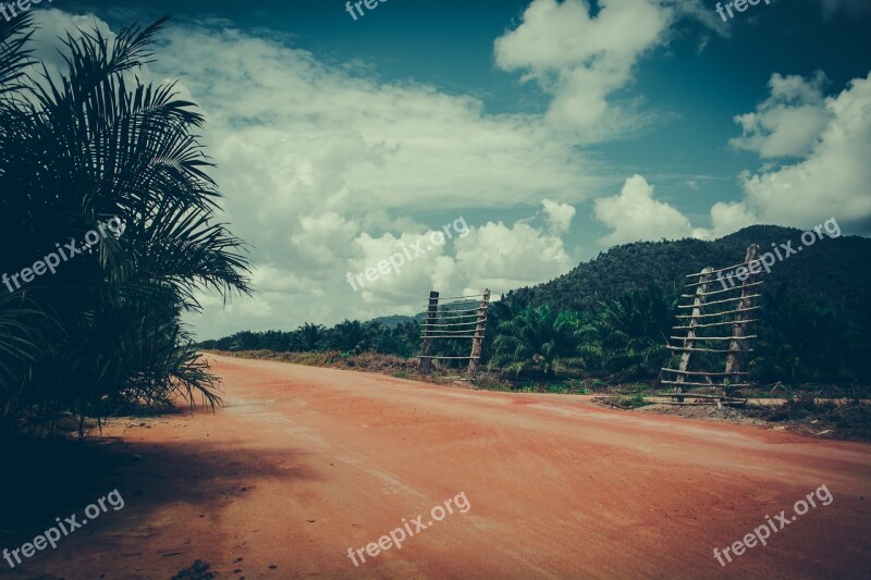 Nature Borneo Sawit Forest Jungle