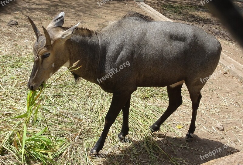 Nilgai Blue Bull Male Boselaphus Tragocamelus Largest