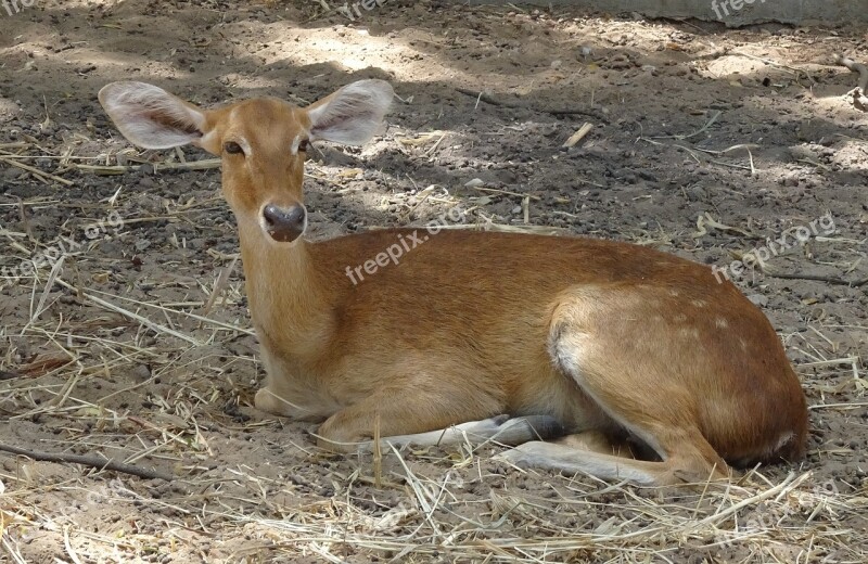 Deer Sangai Eld's Deer Female Rucervus Eldii Eldii