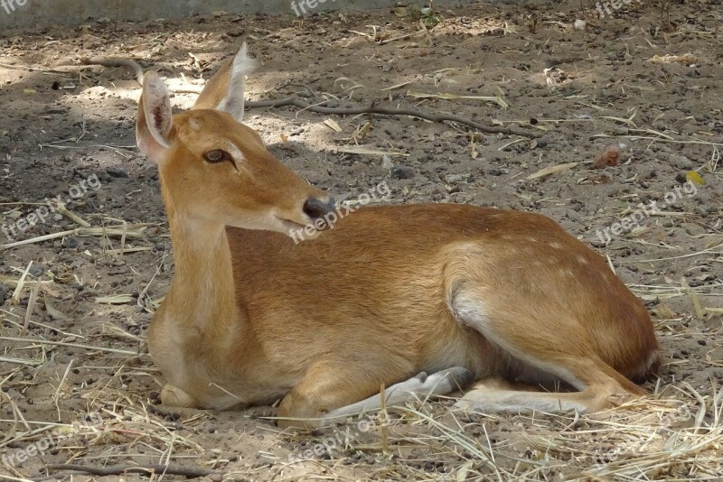 Deer Sangai Eld's Deer Female Rucervus Eldii Eldii