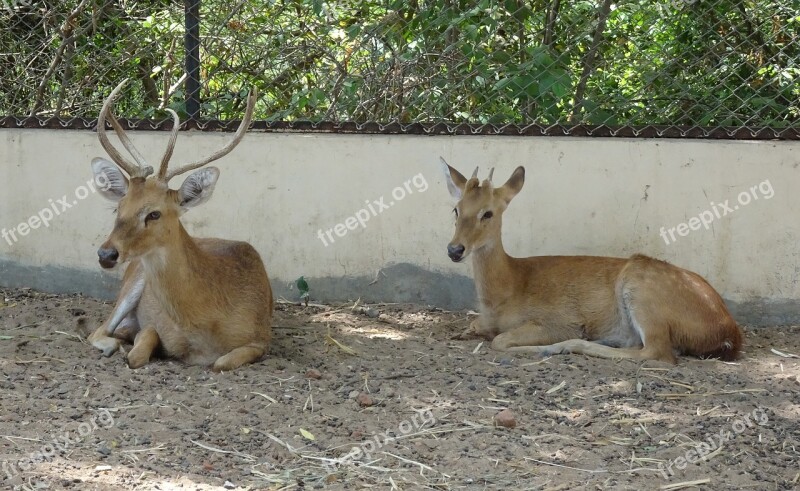 Deer Sangai Eld's Deer Male Rucervus Eldii Eldii