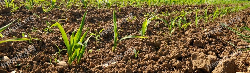 Field Agriculture Cereals Landscape Arable