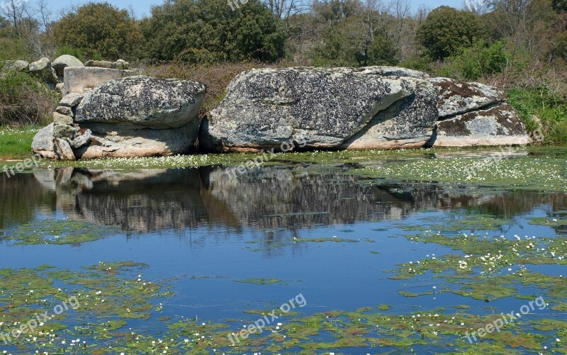 Laguna Lake Aquatic Plants Aquatic Vegetation Water