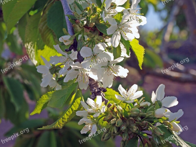 Flowers Flower Spring Flower Apple Tree White Flower