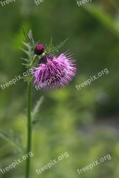 Flowers Behold Nature Blossom See Flowers