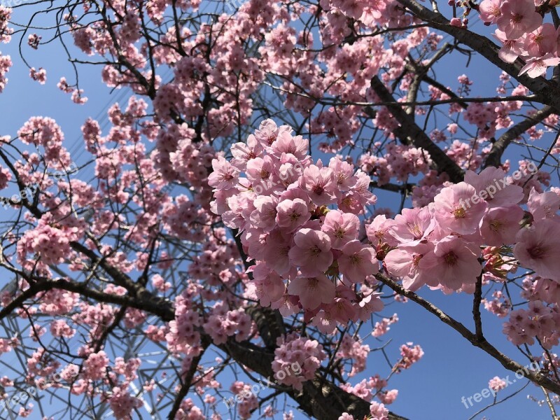 Cherry Blossoms Japan Sakura Natural Pink