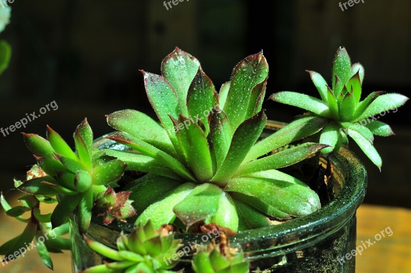 Succulent Plant Thick Sheet Greenhouse Succulent Plant Houseleek