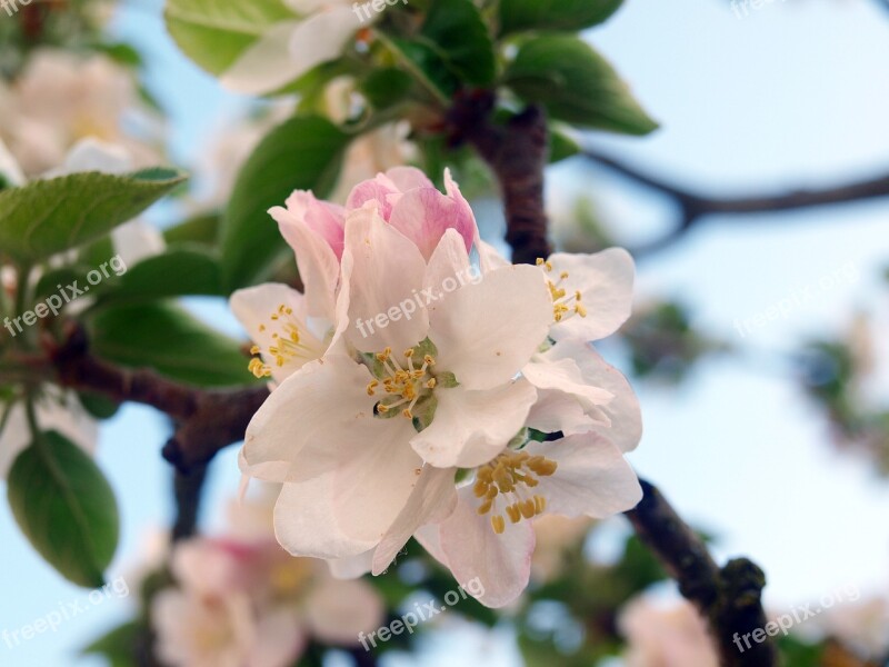 Flower Apple Tree Flowers Spring Flowery Branch Nature