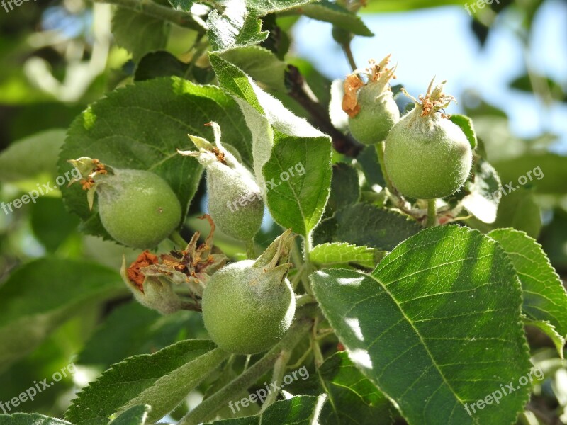 Apple Apples Fruit Tree Nature