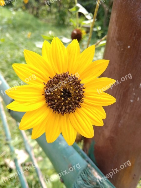 Sunflower India New Today Time Fashion Style Flower Nature