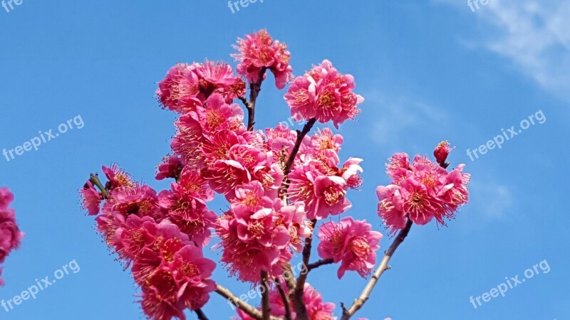 Red Plum Flowers Spring Battled Plumblossom Plum