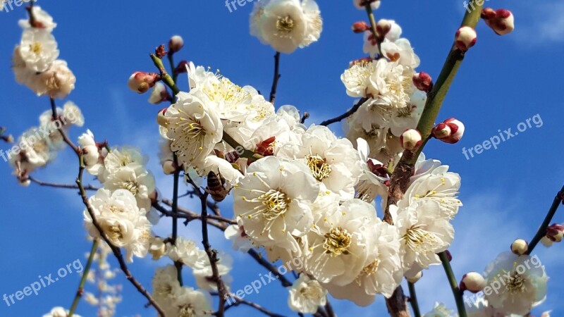 Plum Flowers Spring Flowers Bright April