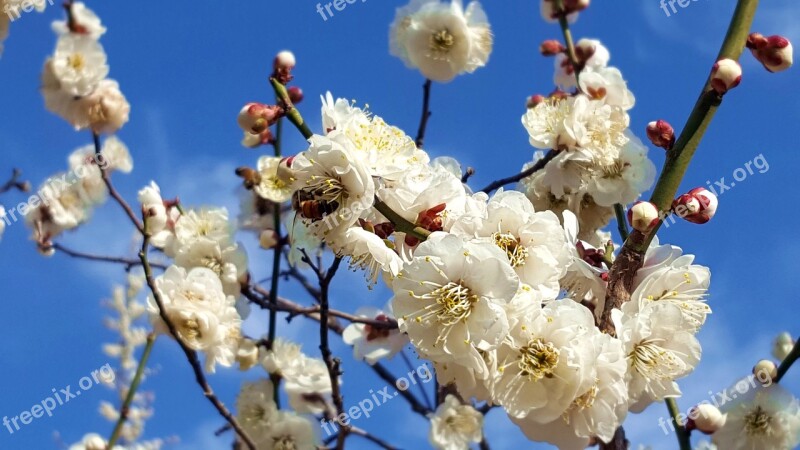 Plum Flowers Spring Flowers Bright Apricot Flower