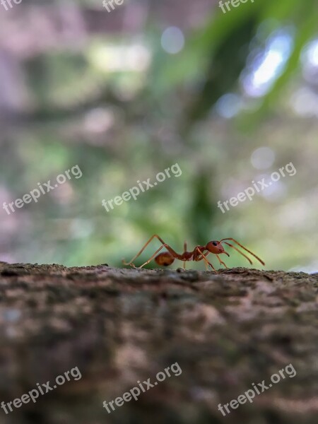 Ants Animals Tree Autumn Leaves Ant