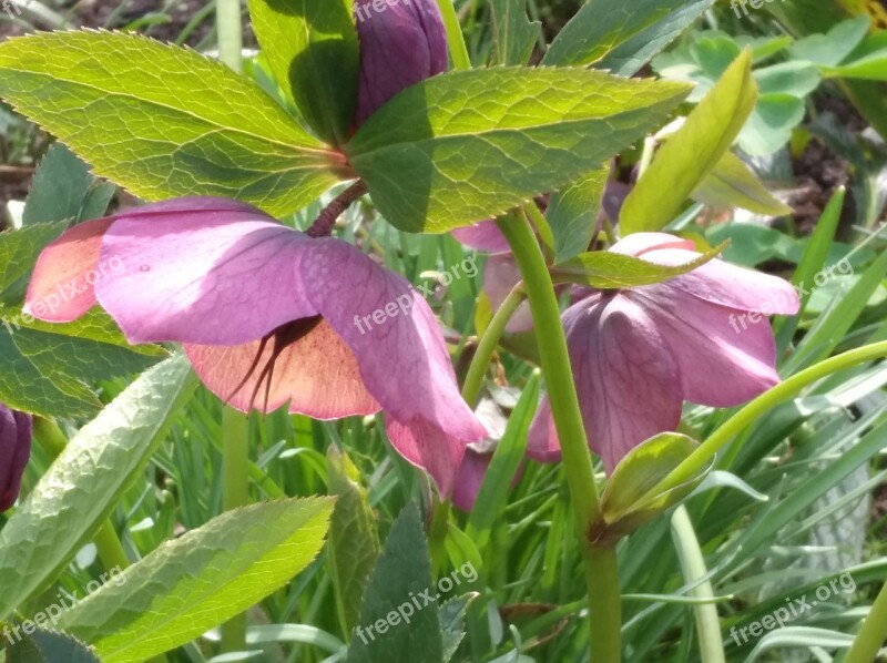 Flowers Spring Spring Flower Plant Spring Bloom