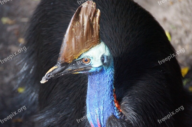 Southern Cassowary Australia Bird Tropical Cassowary