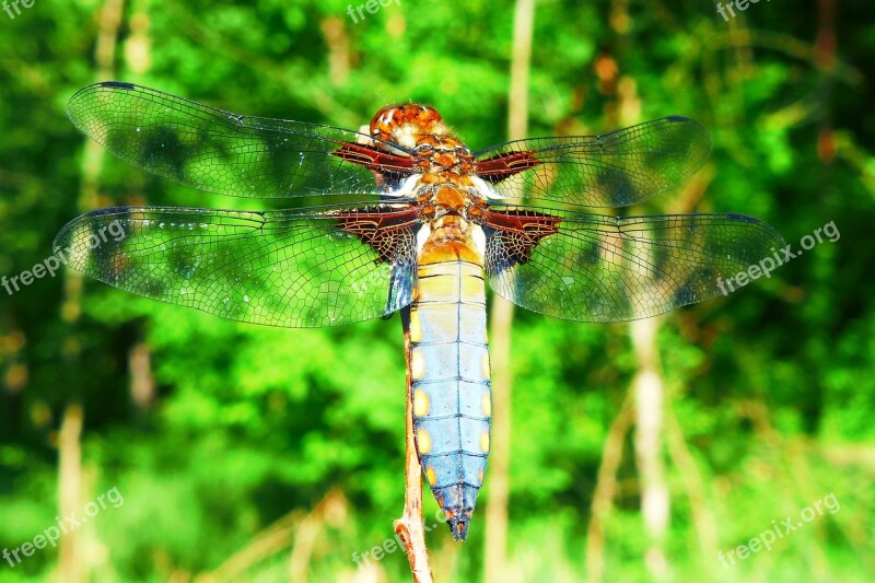 Animals Invertebrates Dragonflies Różnoskrzydłe Nature Dragonfly Płaskobrzucha