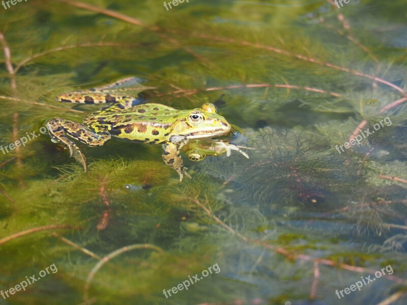 Green Frog Frog Nature Croak Animals