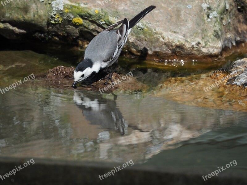 Bird Water Nature Drinking Animals