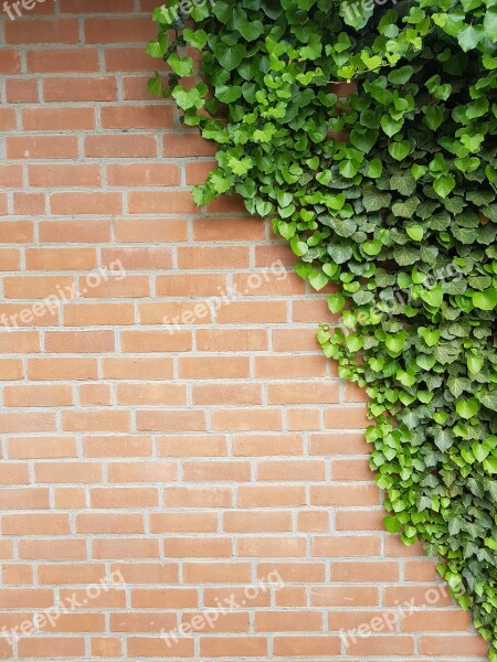 Background Wall Ivy Clinker Bricks Out