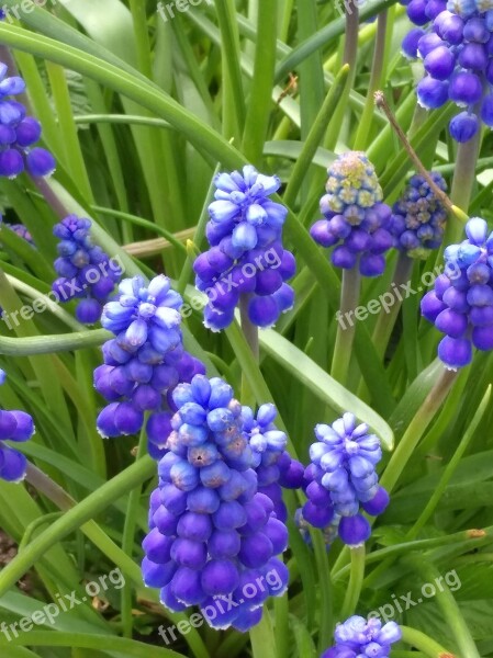 Flowers Spring Spring Flower Plant Spring Bloom