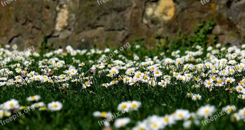 Daisy Meadow Spring Flowers Flower Meadow