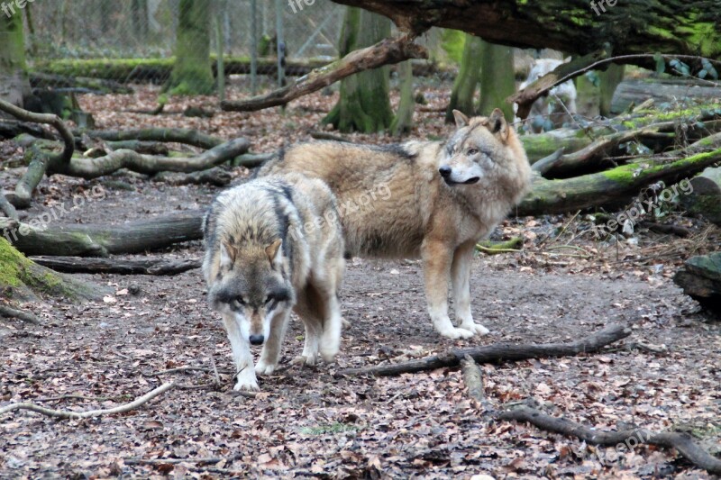 Wolf Zoo Weilburg Enclosure Nature