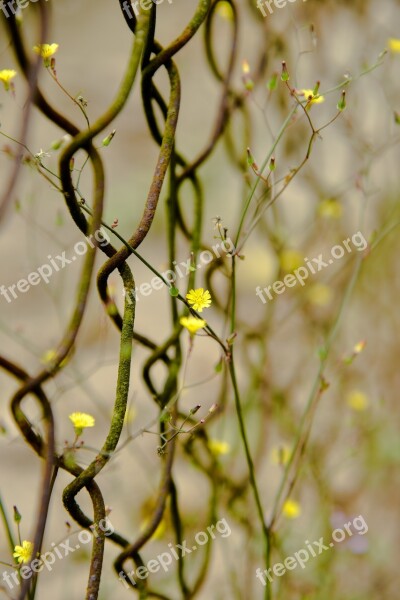 Weed The Fence Vietnam Free Photos