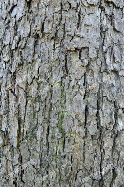 Bark Structure Log Tree Bark Brown