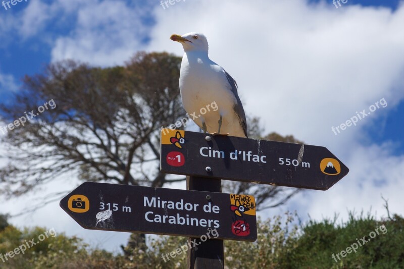 Seagull Shield Away Directory Free Photos