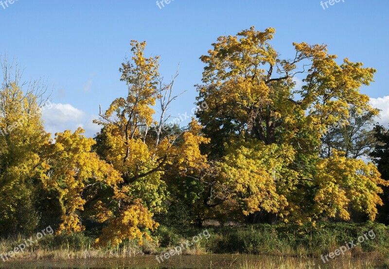 Fall Background Trees Fall Water Sky