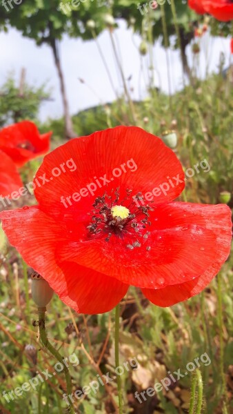 Poppy Red Flowers Nature Petals Free Photos