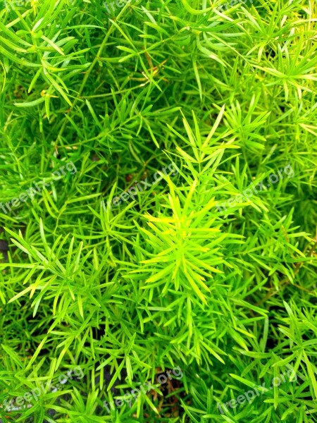 Leaf Plant Nature Close Up Lush