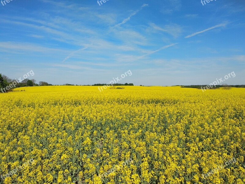 Rape Yellow Sky Agrofirm Field