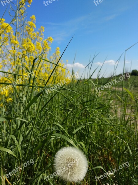 Dandelion Rape Grass Nature No One