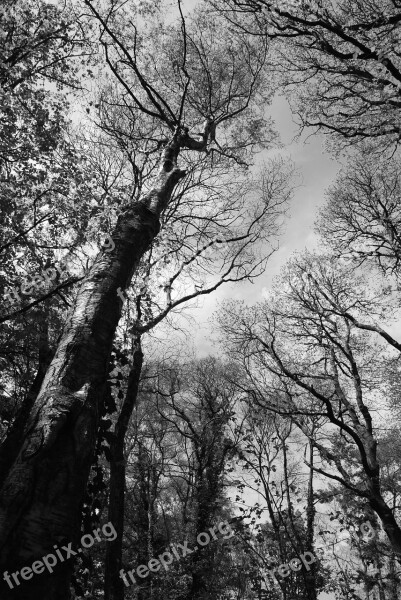 Tree Canopy Woodland Forest Spring