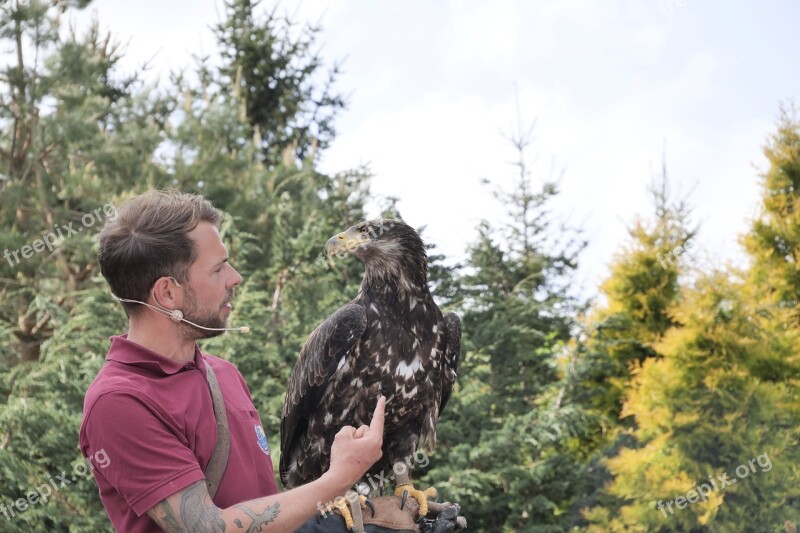 Adler Raptor Bill White Tailed Eagle Young Birds